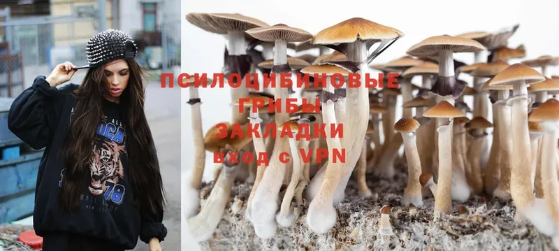 Псилоцибиновые грибы Psilocybine cubensis  Железногорск-Илимский 